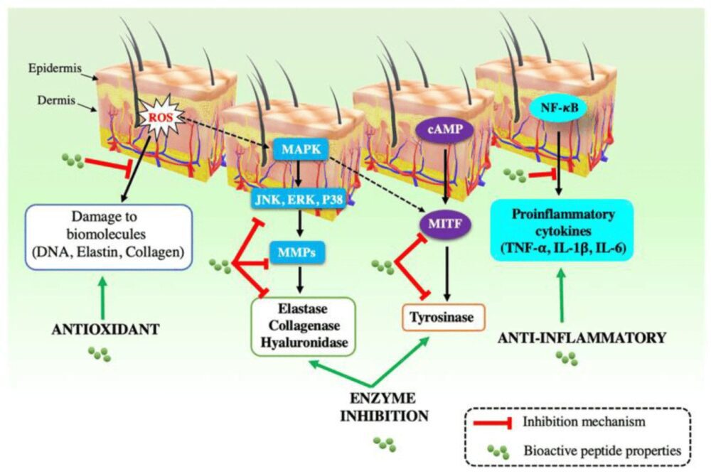 Peptiidide toime