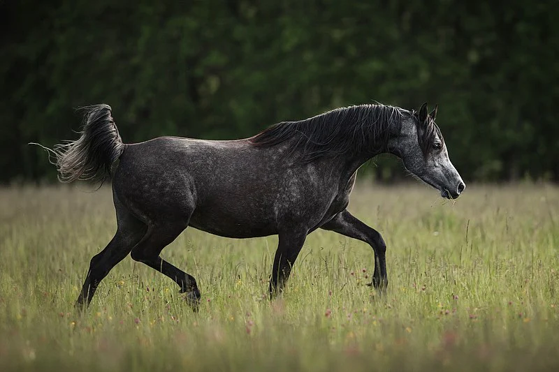 Araabia hobuste blogi