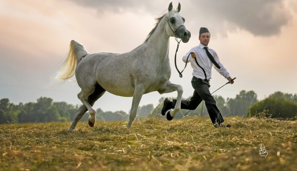 Araabia hobuste aretus