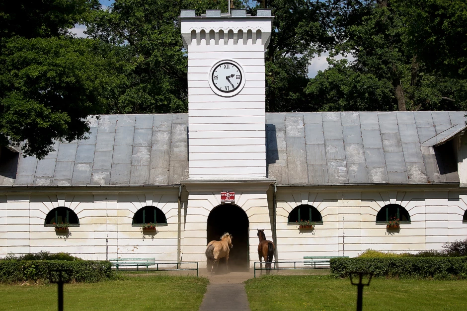 Araabia hobuste tallid Poolas