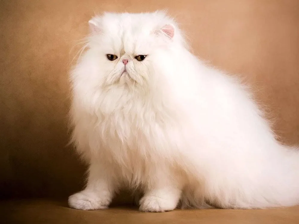 Kui Palju Maksab Kalleim Kass Blog