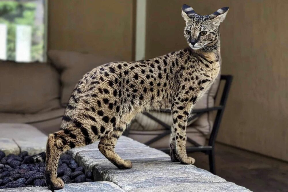 Milline on kõige kallim kass