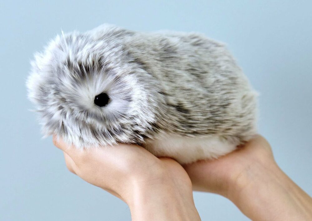 Moflin Kas Seda Osta Poolas