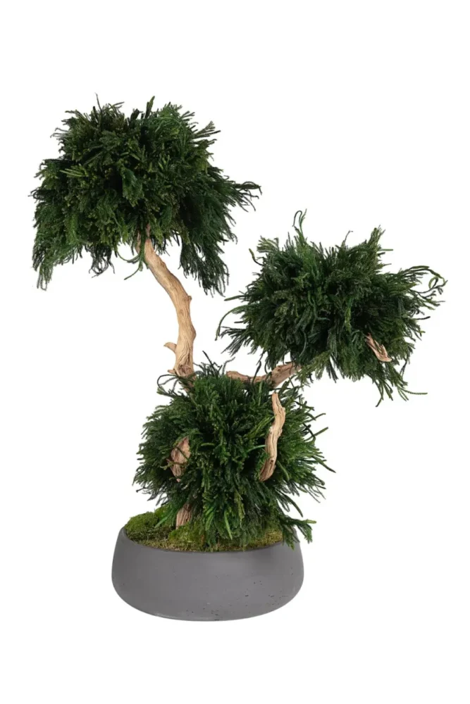 Mis on taimede stabiliseerimine