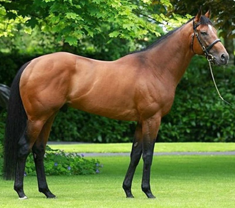 Folbluti temperament